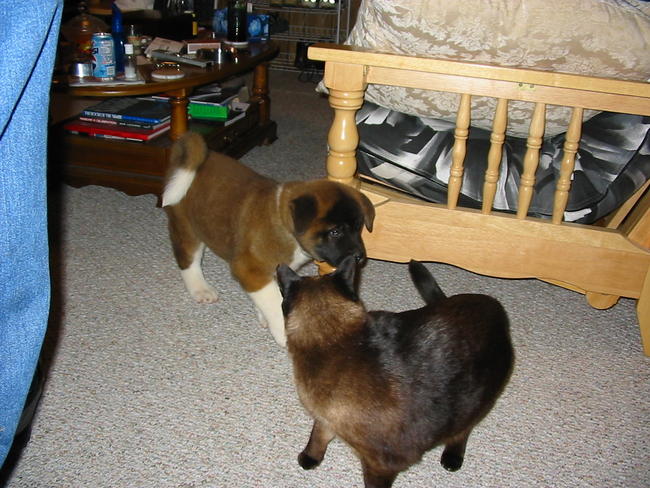 Zydeco kisses babies