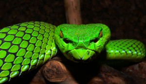 totally awesome sweet Laos liquidsnake