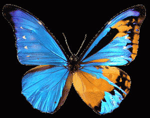 morpho butterfly mosaic gynandromorph