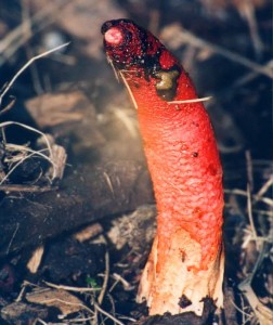 Dog Stinkhorn