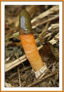 Fetid Stinkhorn