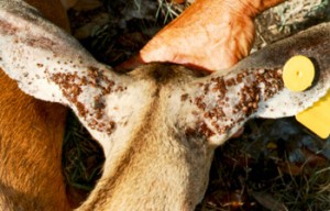 Those are ticks, if you were wondering.